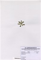 藏品(香蕉菜)的圖片